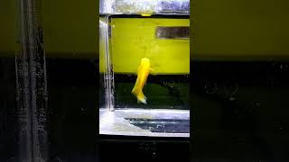 Variatus Yellow Hifin platy platyfish variatus xiphophorus fishkeeping fishtank fishscape [upl. by Lashond]