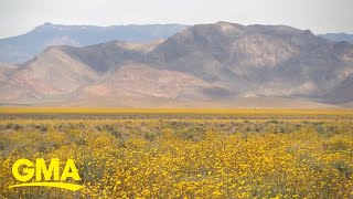 Tourists flock to see Death Valley in bloom [upl. by Anitsim]