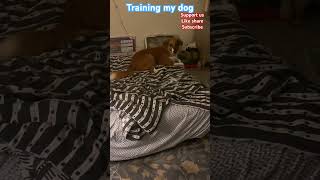 Puppy training dog homestead shorts [upl. by Maire508]