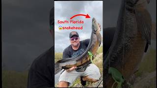 Swamp Snake fishing fishingvideo foryou howto viralshorts channa sportfishing sewerfishing [upl. by Raveaux971]