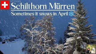 Mürren  Lauterbrunnen  Schilthorn Switzerland  snow in Spring 4K [upl. by Yrehc900]