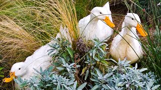 Ducks Grazing on Grass [upl. by Aniluap]