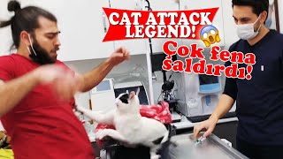 KEDİ SALDIRISI EFSANESİ 🤕 Üç Kişi Zor Tuttuk 😅  cat attack  menalcicek TheVet [upl. by Philina]