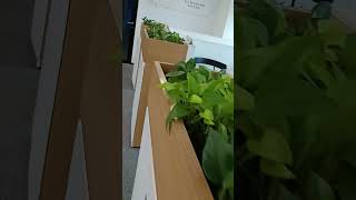 indoor gardening my passionlove nature [upl. by Submuloc]