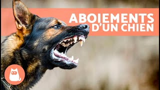 Les meilleures VIDÉOS de CHIENS QUI ABOIENT 🐶🐾 ABOIEMENTS de CHIENS en Colère Heureux et Drôles [upl. by Kwabena225]