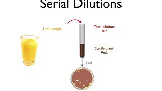 Serial Dilutions [upl. by Muriel]