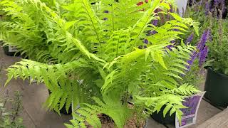 Matteuccia struthiopteris Ostrich Fern  BOLD🌟bright green NATIVE Easy to Grow Fern [upl. by Anitsyrhk941]