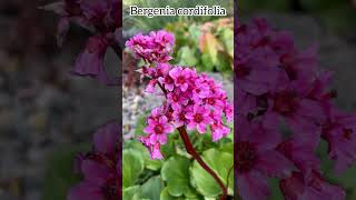 Bergenia cordifolia bergenia flowers perennial garden fleurs spring nature plants botanique [upl. by Hayott]