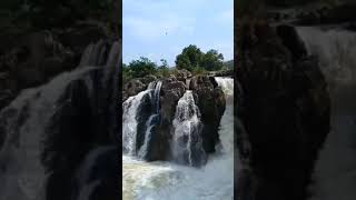 Hogenakkal falls😍waterfall video hogenakkal shorts ambikapathy nature dharmapuri [upl. by Aveline217]