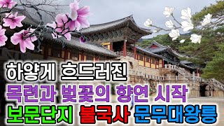 벚꽃보러 갔다가 목련만 실컷 보고 비바람 맞으며 동해 바닷바람까지 덤으로 맞은 날 [upl. by Arreic]