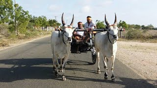 Ayyan kovil Kangayam kalai beauty full pair காங்கேயம் காளை [upl. by Moody]