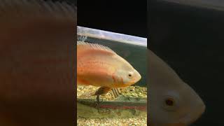 Albino Oscar Cichlid [upl. by Ecnerret]