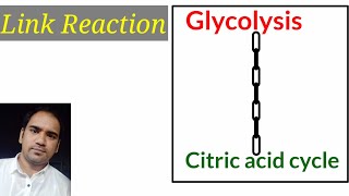 Link 🔗 reactionWhat is link reaction  How glycoysis amp Citric acid cycle are linked  Link reaction [upl. by Misa428]