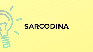 What is the meaning of the word SARCODINA [upl. by Htebazileyram]