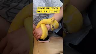 IS YOUR PET SNAKE AS CLINGY AS OURS😍 [upl. by Sairahcaz]