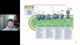 Cinelecture 51  Photosynthesis Light Dependent Reactions and Photophosphorylation [upl. by Belloir]