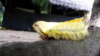 Massive Flannel Moth Caterpillar or Megalopygidae [upl. by Micco261]