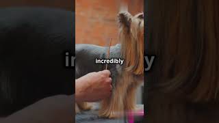 Fun Facts About Yorkshire Terrier [upl. by Cuyler975]