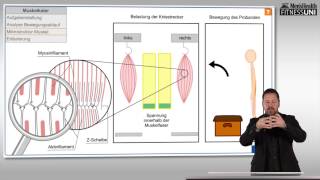 FitnessUni – Die Wahrheit über Muskelkater [upl. by Cally]