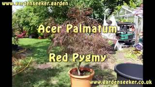 Acer Palmatum Red Pygmy [upl. by Hnahym]