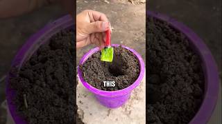 Grafting method of artificial propagation using a chilli and an aloe vera 🌶️ [upl. by Atnoek616]