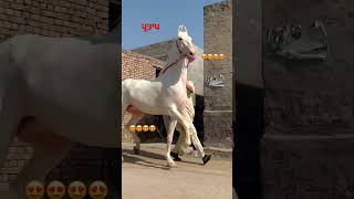 horse stallion ghodi horselover tranding horseriding viralvideo viralshort trending viral [upl. by Schwarz]