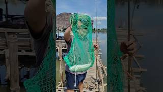 Aling Nenes Pond freshwater fishing tilapia bangus [upl. by Nosyarg]