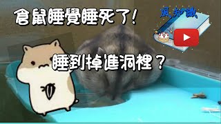 倉鼠睡覺睡死了？睡到掉到洞裡 [upl. by Oinigih]