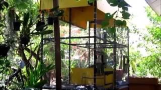 Zebra Dove named quotPhalikidquot singing in breeding cage on 9 May 2014 [upl. by Cyprian190]