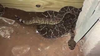 Homeowner finds 45 rattlesnakes underneath home [upl. by Dnilazor]