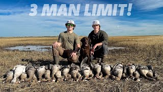 3 MAN LIMIT Goose Hunting Alberta Giggle Chickens [upl. by Richmound]