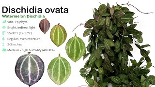 How I Grow Dischidia Ovata Watermelon Live Trick to grow faster  A Garden Cat  EP33 [upl. by Goddart889]