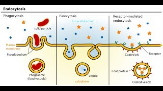 Endocytosis And Exocytosis Animation  Full HD 1080p [upl. by Walcott]