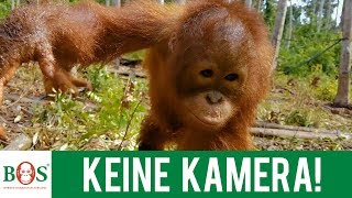 Keine Kamera  BOS  orangutande [upl. by Cupo]