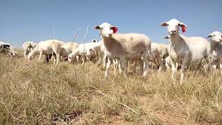 100 Commercial Dorper Cross Ewe Lambs For Sale in Texas [upl. by Medeah]