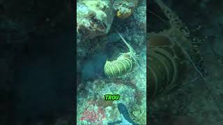 La langouste Smart chassesousmarine oceanfishing shortswithzita YouTubeCreatorCommunity [upl. by Malilliw]