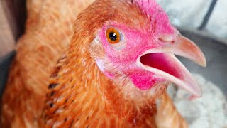 Angry Chicken Sound  Amazing Hen Video chicken hen [upl. by Cherey]