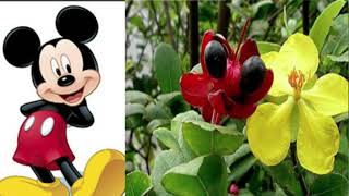 Mickey Mouse plantOchna serrulata How to grow and care [upl. by Drol]