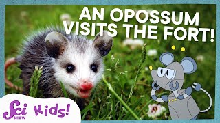 Meet the Marsupials  SciShow Kids [upl. by Ynaffet]