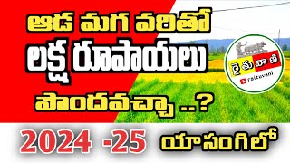 ఆడ మగ వరి  male female paddy cultivation  hybrid rice seed production  paddy seeds [upl. by Sidwohl]