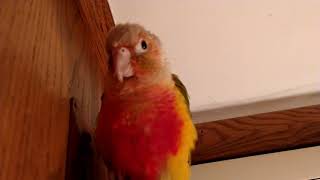 Green cheek conure singing  cute unique noises [upl. by Elvin]