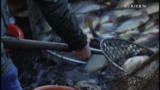 Waldviertler Tradition Abfischen der Teiche [upl. by Arraek868]