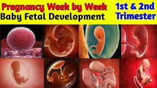 Pregnancy week by week  1 to 27 weeks  Fetal Development [upl. by Morten]