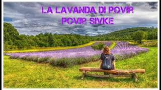 La lavanda di Povir  Povir sivke [upl. by Enecnarf]