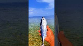 Found dead tongkolfish on the beach shorts shortvideo viralvideo [upl. by Elleinod]