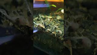 Baby Plecos Close Up pleco plecostomus aquarium [upl. by Aitsirhc]