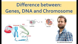 DNA Chromosomes and Genes [upl. by Beitris]