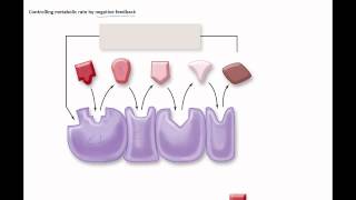 Factors that effect enzymes negative feedback [upl. by Bidget]