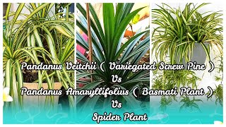 Pandanus Veitchii  Variegated Screwpine or Golden Pandanus   Growing Tips  Care and Propagation [upl. by Brodsky]