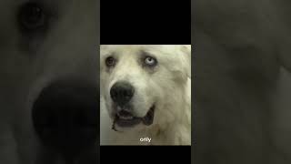 casper the dog cool edit [upl. by Boeke]